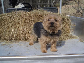 Annie