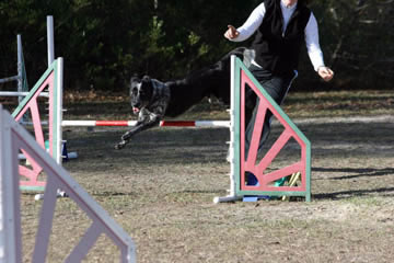 jae agility