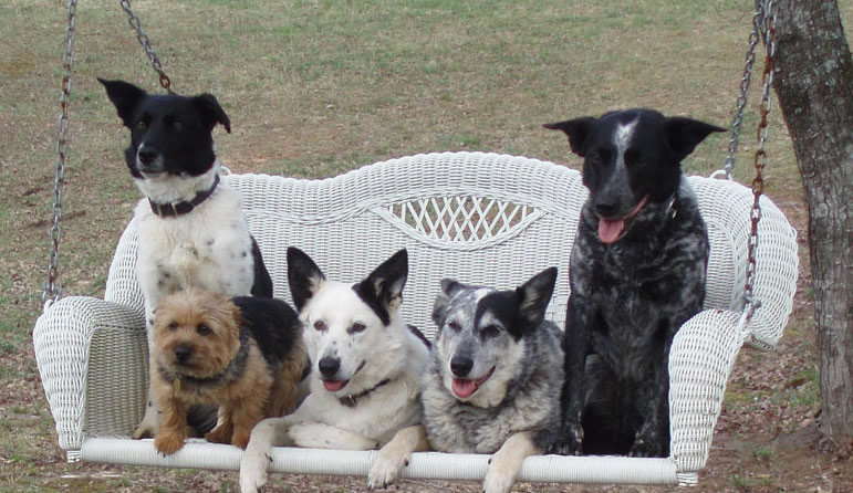 Welcome to Blue Dog Academy