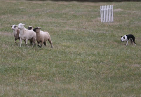 zen herding