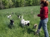 vic-dogs-in-field