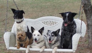 dogs on swing
