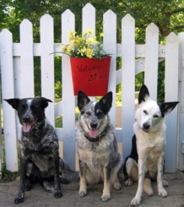 Welcome to Blue Dog Academy