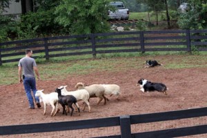 Bowie Herds for the First Time
