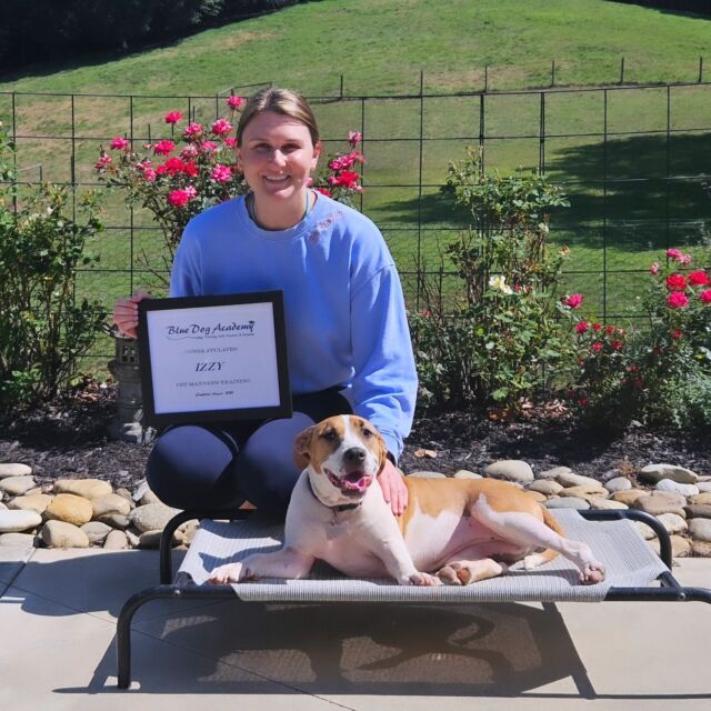 Izzy, the all American Girl, graduated from training camp. 🎓🐾👏🏻 Such a sweet girl ❤️
#dogsofinstagram
#dogtrainingcamp 
#bluedogacademy