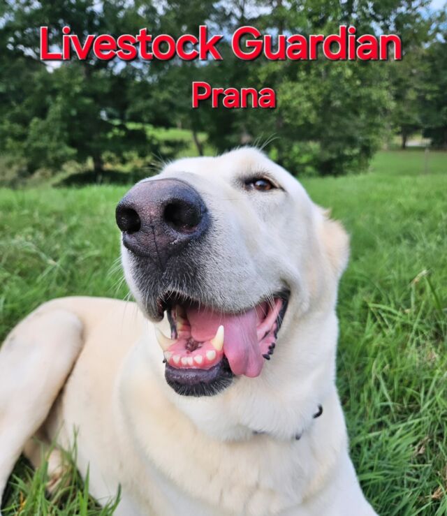 Happy National Dog Day!!!!
She works 24/7  365 days/yr.
#centralasianshepherd
#nationaldogday 
#dogsofinstagram 
#bluedogacademy