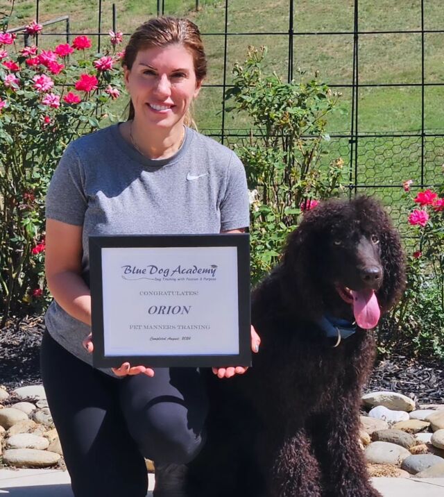 Orion, Irish Water Spaniel, graduates training camp.🎓🐾👏🏻
#irishwaterspaniel 
#dogtrainingcamp 
#dogsofinstagram 
#bluedogacademy