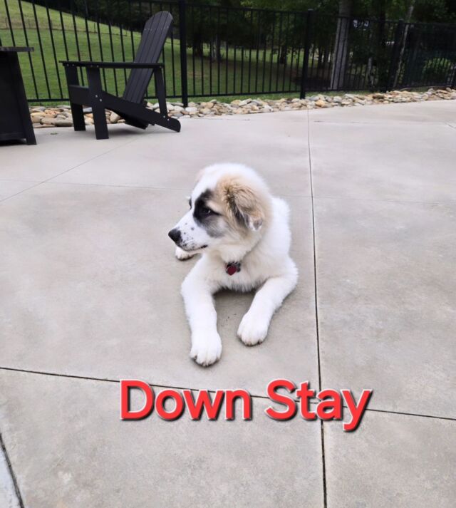 Maverick, Great Pyrenees puppy learning his down stay in training camp. 
#greatpyrenees 
#dogtrainingcamp
#bluedogacademy
