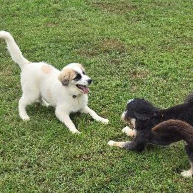PLAY TIME!  Dog training should be a balance of play and learning.
#dogtrainingisfun 
#dogtrainingcamp 
#dogsofinstagram 
#bluedogacademy