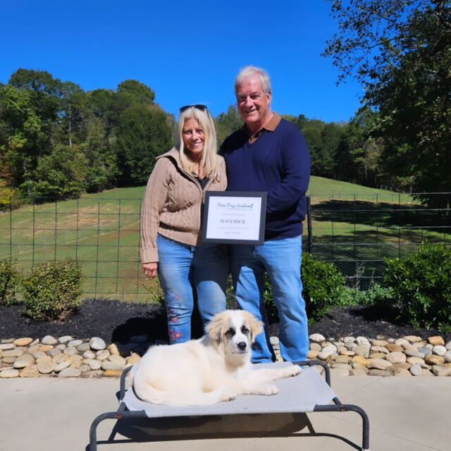Maverick graduates training camp. 🎓🏆💯
#greatpyrenees 
#dogsofinstagram 
#dogtraining 
#bluedogacademy