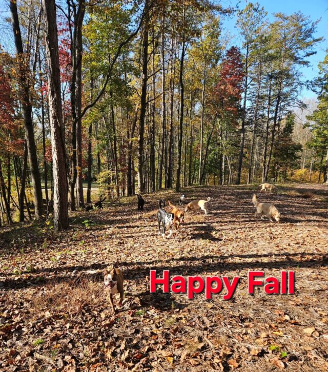 A walk in the woods with your dog is the best way to spend time together. 🌄
#dogtrainingisfun 
#dogslife
#dogtrainer