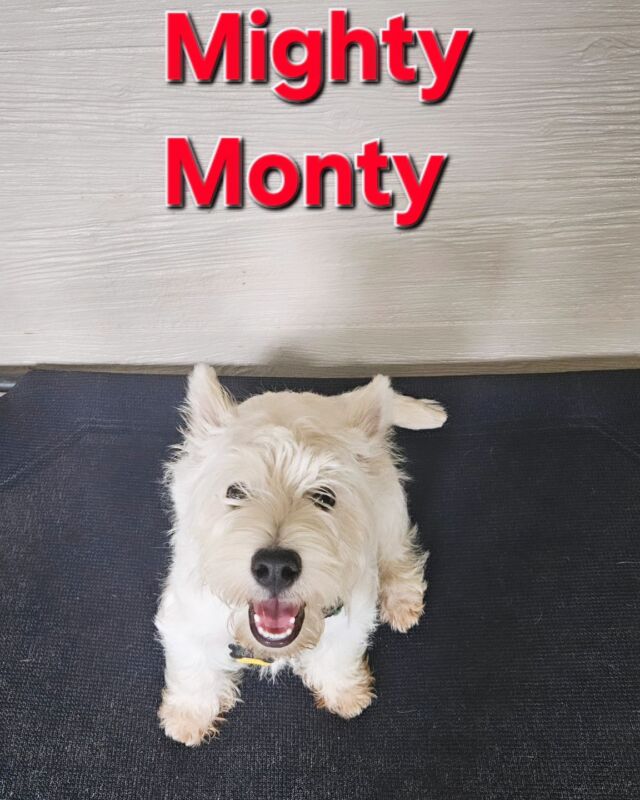 Monty loves his training.  Very eager to please... waiting  for the Terrier to arrive?? 
#westhighlandterrier 
#dogtrainer
#dogtrainingcamp 
#bluedogacademy