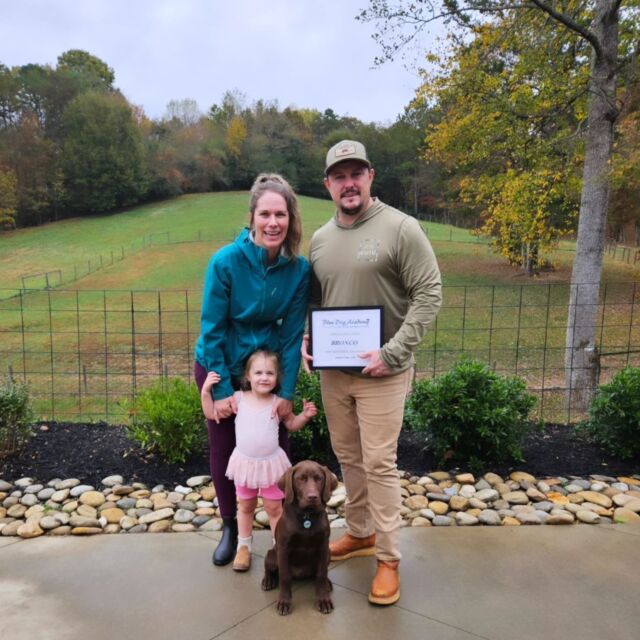 Bronco graduates training camp with flying colors. 🎓👏🏻
#chocolatelab 
#dogtrainer 
#dogtrainingcamp 
#dogsofinstagram 
#bluedogacademy