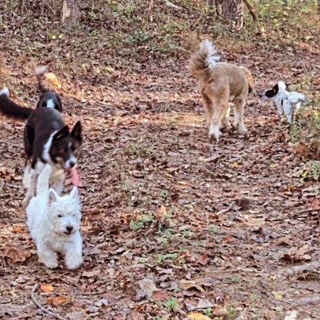 Morning walk. Great off leash training. 
#dogtrainer 
#dogtrainingcamp 
#dogsofinstagram 
#bluedogacademy