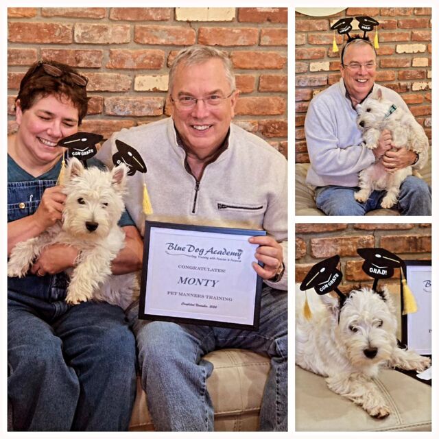 Monty graduates training camp 🎓 👏🏻 💥 What a terrific Terrier.
#westhighlandterrier 
#westie 
#dogsofinstagram 
#dogtrainer 
#dogtrainingcamp