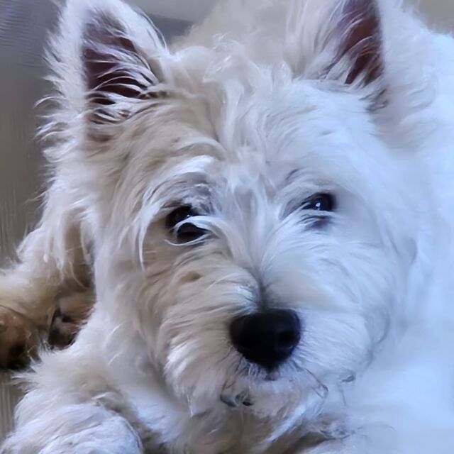 This face!!! 
#westie
#westhighlandterrier
#dogtrainer 
#dogtrainingcamp 
#bluedogacademy