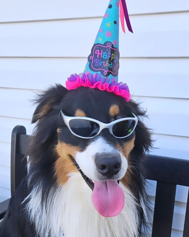 Timber is too cool for school on his first birthday. 
Happy Birthday Timber 🎊
@mountainridgeaussies 
#australianshepherd 
#dogtrainer 
#dogtrainingcamp 
#dogsofinstagram
