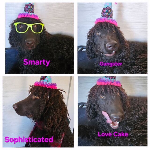 Orion's first birthday photo shoot at Blue Dog Academy. 
#irishwaterspaniel 
#dogslife 
##dogsofinstagram